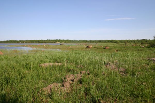Maankohoamisrannikko. Kuva: Krista Kimmo