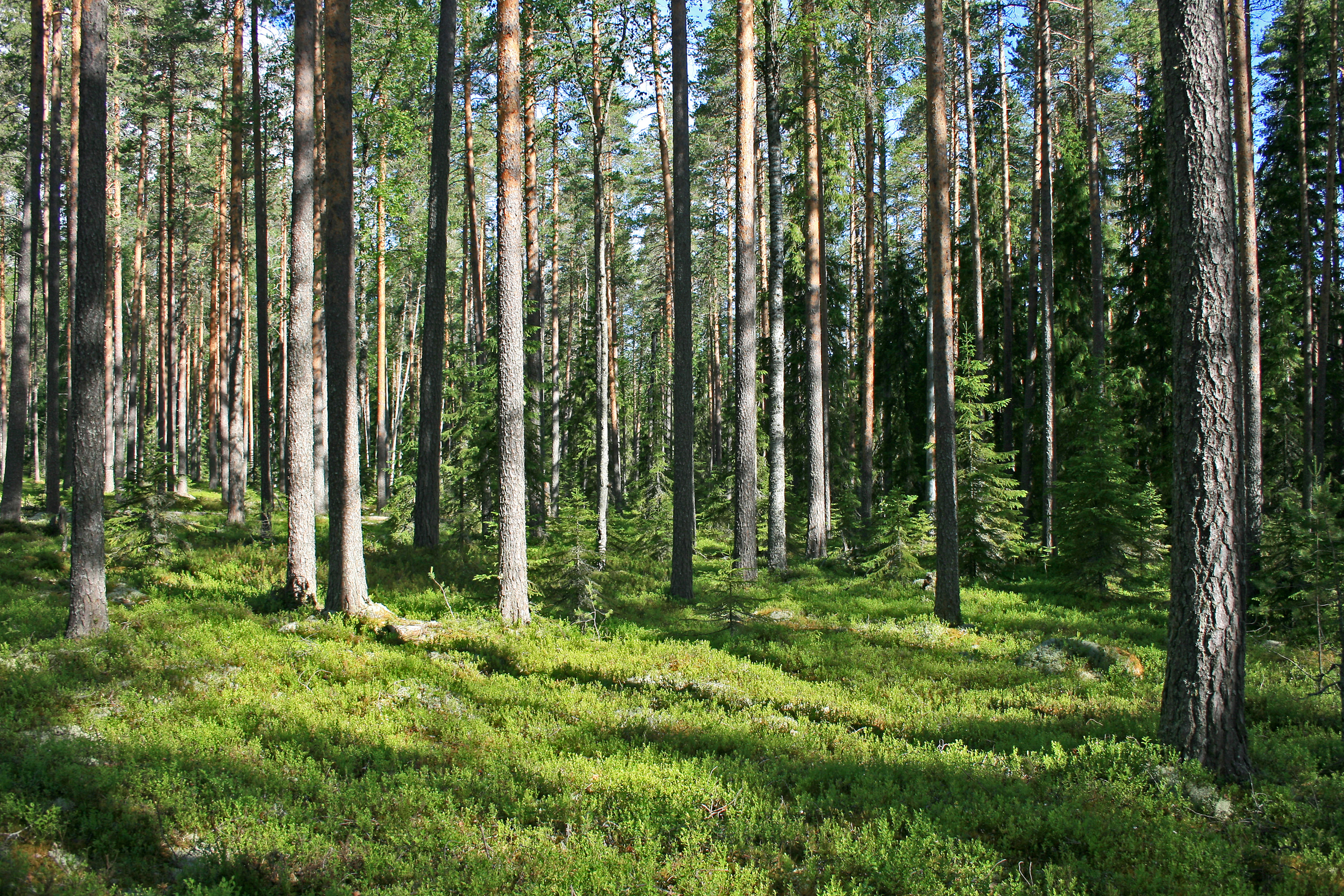 Finns prefer a forest with relatively sparse but stout pine or birch trees, with spruces of different ages as undergrowth – which is just the type of forest that Finnish forestry aims at. Photo: Harri Silvennoinen