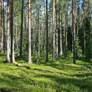 Männyn ja koivun sekametsä kuusialikasvoksella. Kuva: Harri Silvennoinen