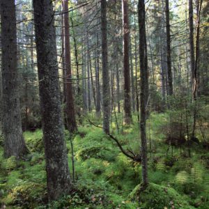 Metsäkortekorpi. Kuva: Kimmo Syrjänen