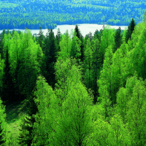 Metsämaisema. Kuva: Krista Kimmo