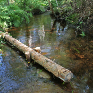 Metsapuron kunnostus. Kuva: Anna Kauppi