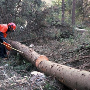 Metsuri. Kuva: Anne Turunen