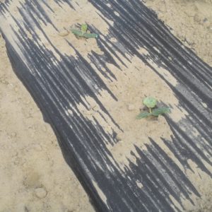 Mulch paper. Photo: Stora Enso