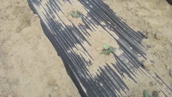 Mulch paper. Photo: Stora Enso