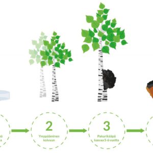 Pakurikäävän viljelyn vaiheet. Kuva: Suomen Pakuri Oy