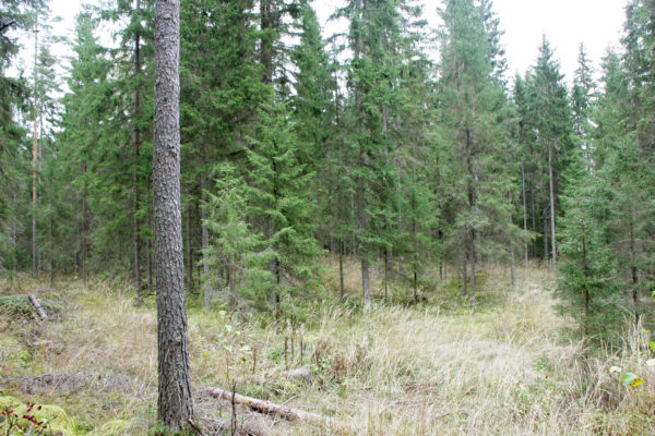 Pienaukko Vesijaolla. Kuva: Harri Hänninen