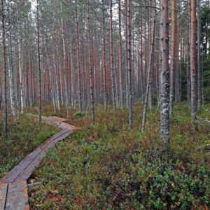 Pitkospuut. Kuva: Annamari Heikkinen