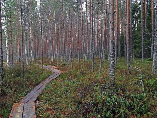 Pitkospuut. Kuva: Annamari Heikkinen