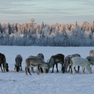 Porojen ruokintaa talvella. Kuva: Veikko Maijala