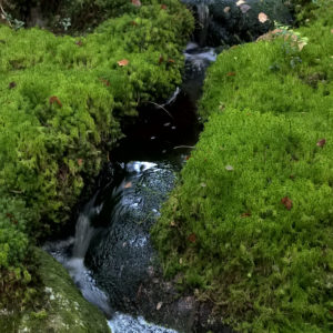 According to the nature management evaluation by the Finnish Forest Centre, maintaining the vicinity of brooks and trickles should be improved in family forests in Finland. Photo: Anne Turunen