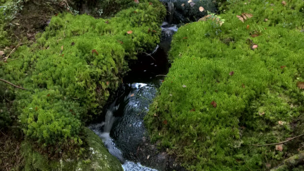 According to the nature management evaluation by the Finnish Forest Centre, maintaining the vicinity of brooks and trickles should be improved in family forests in Finland. Photo: Anne Turunen