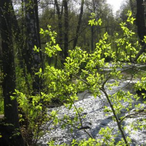 Puro talousmetsässä. Kuva: Krista Kimmo