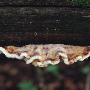 Pursukääpä (Amylocystis lapponica), uhanalaisluokitus Silmälläpidettävä (NT). Pursukääpä on vaatelias kaatuneiden kuusten ja vanhimpien kuusikoiden laji, jota esiintyy kohtalaisesti Kainuun ja Lapin vanhoissa kuusikoissa, mutta joka on todella harvinainen ja taantunut eteläisimmässä Suomessa. Kuva: Reijo Penttilä