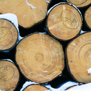 Tukkipuupino. Kuva: Krista Kimmo