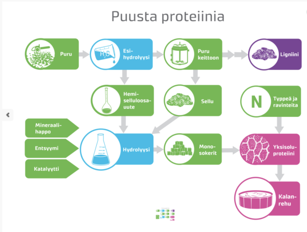 Kaaviokuva siitä, miten puusta aiotaan tehdä proteiinia kalanrehuun.