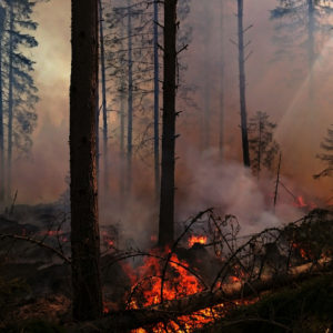 Controlled burning increases the volume of decaying and burnt wood, which is necessary for many endangered species. Photo: Jukka Laulainen