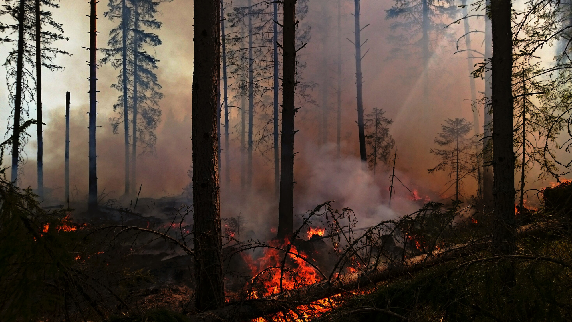 Luonnonhoidollisilla poltoilla metsään saadaan lahopuuta ja palanutta puuta, joista moni uhanalainen laji on riippuvainen. Kuva: Jukka Laulainen