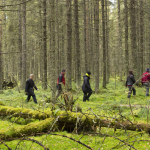 Lahopuuta. Kuva: Saku Ruusila