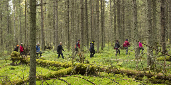Lahopuuta. Kuva: Saku Ruusila