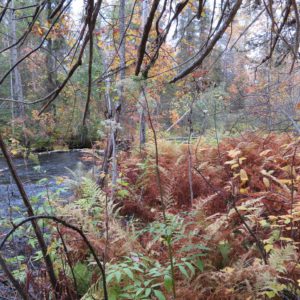 Saniaisia ruskassa luontomatkailureitin varrella Kuusamossa. Kuva: Laila Hökkä