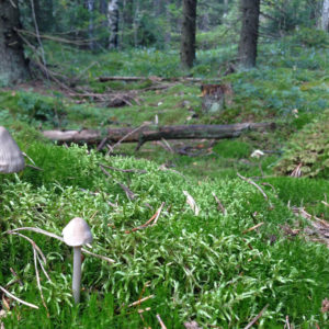 Photo: Annamari Heikkinen