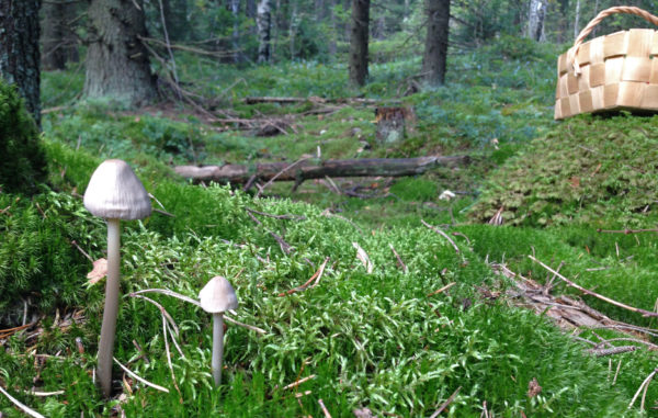 Photo: Annamari Heikkinen