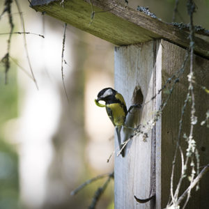 Talitiainen. Kuva: Vilma Issakainen