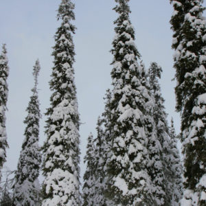 Spruce is able to withstand the weight of snow better than pine. Photo: Anna Kauppi