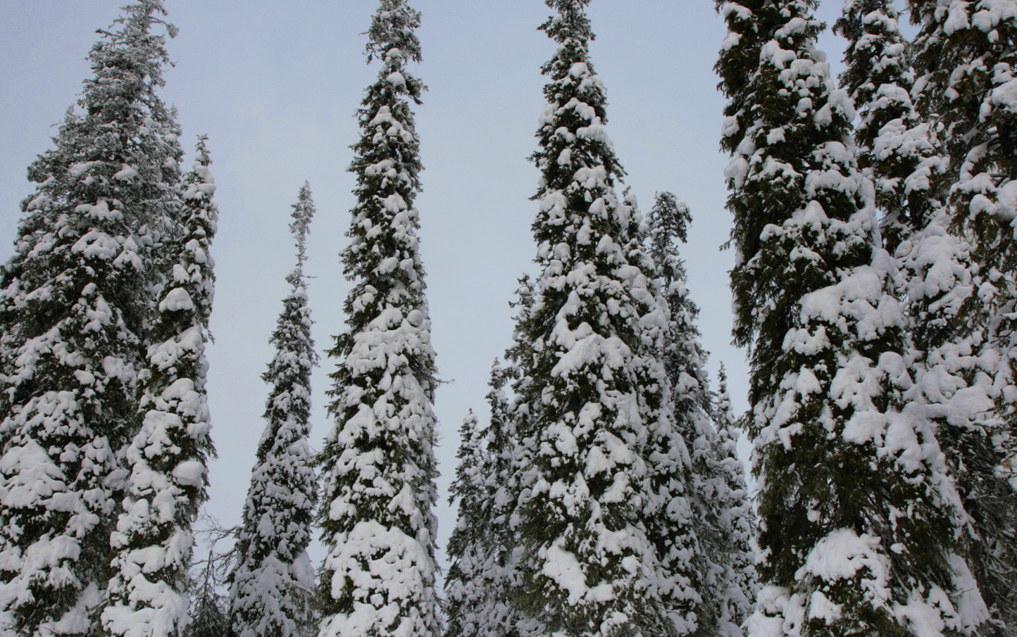 Kuusi kestää riippuvien oksiensa ansiosta paremmin lumen painoa kuin mänty. Kuva: Anna Kauppi