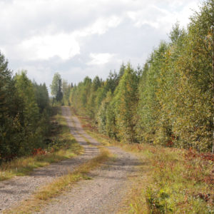 Suomen metsäteistä jopa 40 000 kilometriä kaipaisi perusteellista kunnostamista. Kuva: Anna Kauppi