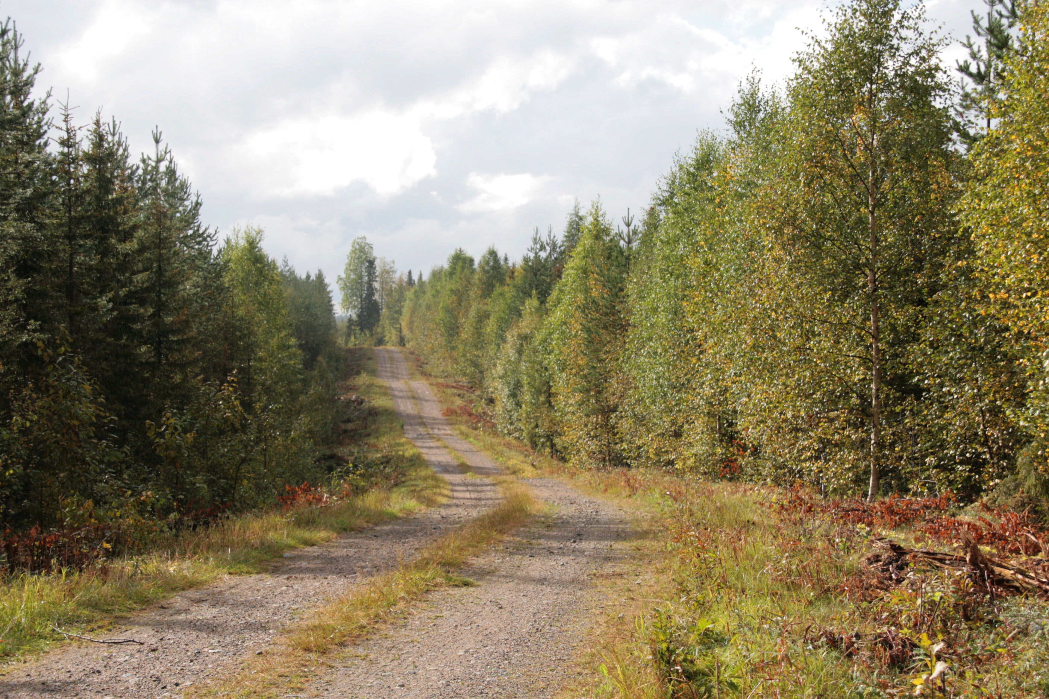 Suomen metsäteistä jopa 40 000 kilometriä kaipaisi perusteellista kunnostamista. Kuva: Anna Kauppi