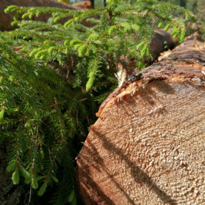 "In future, wood-based materials will offer many alternatives to fossil-based and non-renewable raw materials and products," says Marc Palahí, Director of the European Forest Institute EFI. Photo: Anna Kauppi