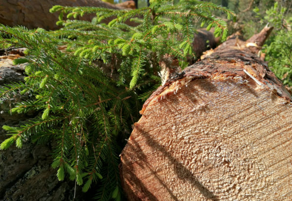 "In future, wood-based materials will offer many alternatives to fossil-based and non-renewable raw materials and products," says Marc Palahí, Director of the European Forest Institute EFI. Photo: Anna Kauppi