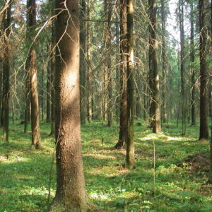 Perinteisesti tällaiseen kuusikkoon on tehty päätehakkuu, mutta vapaan tyylin metsätalous kysyy, kannattaako se sittenkään. Kuva: Krista Kimmo