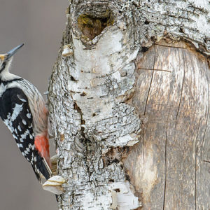The white-backed woodpecker is one of Finland's most endangered forest birds. Photo: Ilkka Markkanen