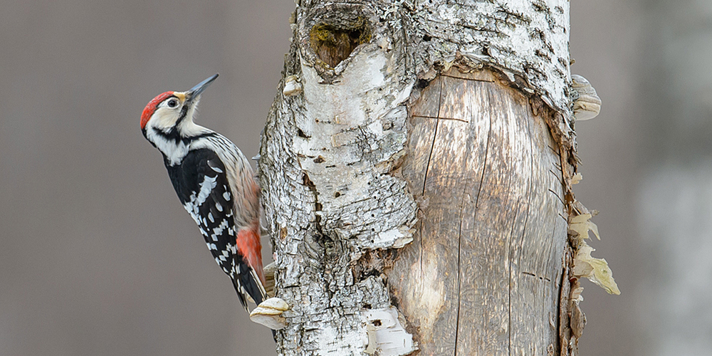 The white-backed woodpecker is one of Finland's most endangered forest birds. Photo: Ilkka Markkanen