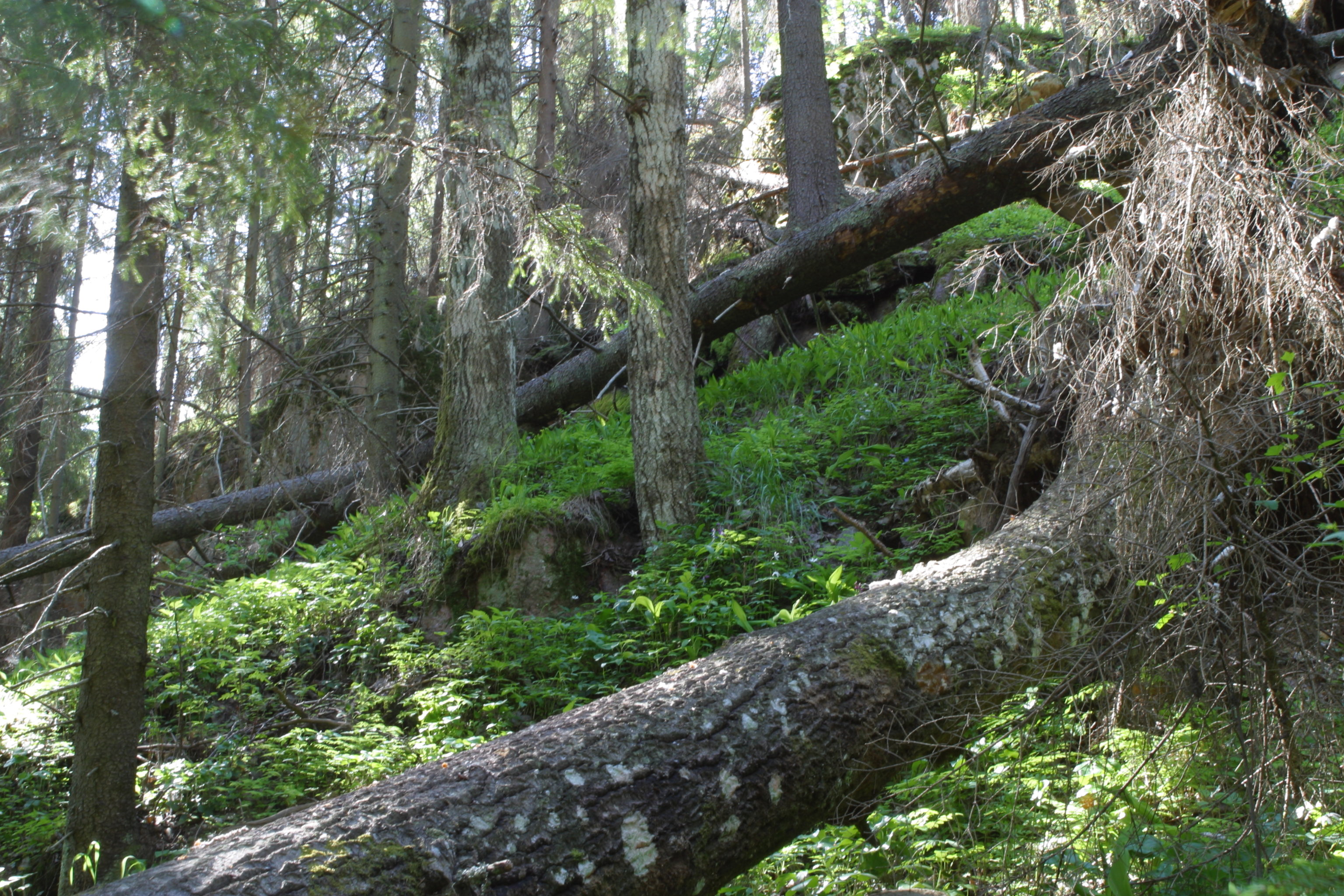 Loss of ”great northern forest” smallest in Finland, says Greenpeace ...