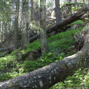 Vanhaa metsää. Kuva: Krista Kimmo