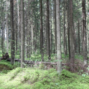 Vanhenevaa metsää. Kuva: Krista Kimmo