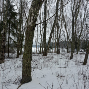 Visakoivikosta ei välttämättä näe päälle, kuinka arvokkaita puut ovat. Kuva: Keijo Kallunki