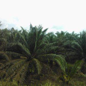 Production of palm oil often is a driver of deforestation, but not always: it depends on how the production is organized. Palm oil production is an important ecosystem service: it is used in many consumer goods. Photo: Kai Lintunen