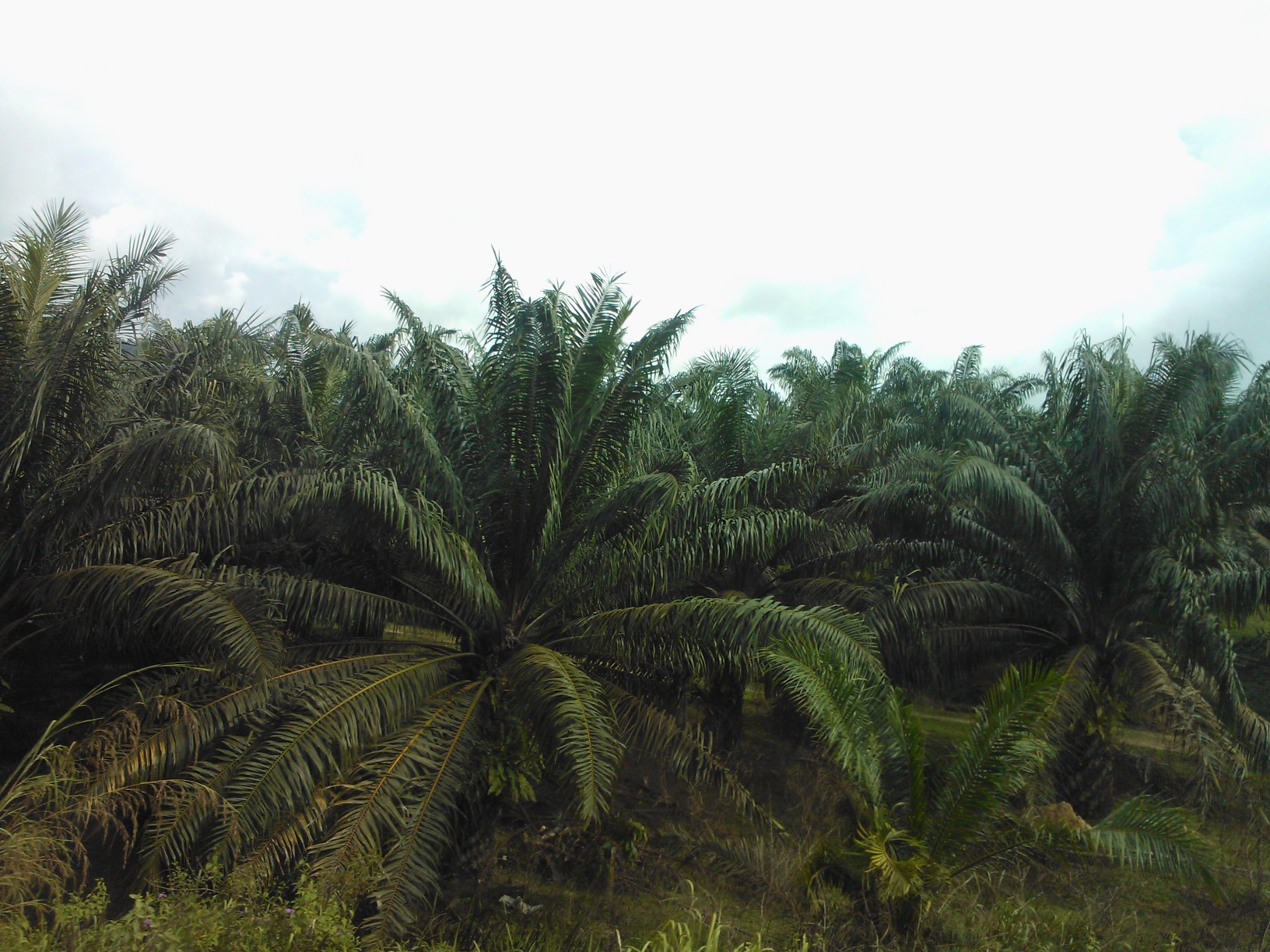 Palmuöljyn tuotanto aiheuttaa usein metsäkatoa, mutta ei välttämättä. Kaikki riippuu siitä, miten tuotanto on järjestetty. Palmuöljy on tärkeä ekosysteemipalvelu; sitä käytetään monissa kulutustavaroissa. Kuva: Kai Lintunen