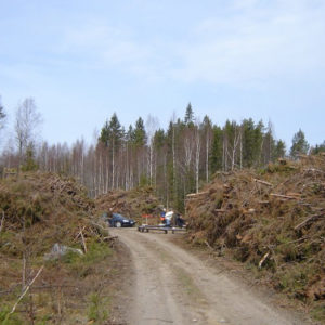 Energiapuun tienvarsivarasto. Kuva: Hannes Mäntyranta