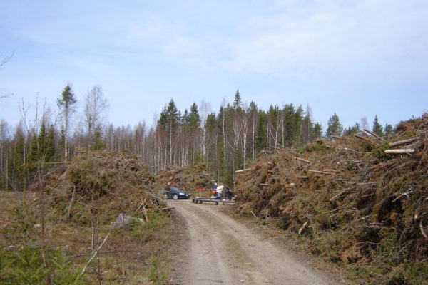 Energiapuun tienvarsivarasto. Kuva: Hannes Mäntyranta