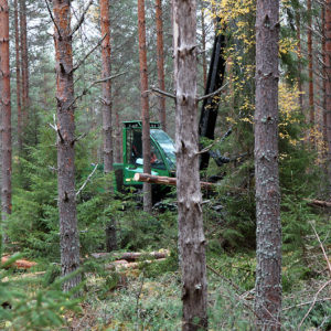 Changing even-aged forest to uneven-aged by means of logging. The project may be sensible if there is undergrowth in the forest, but in all cases the change takes a long time, sometimes decades. Photo: Krista Kimmo