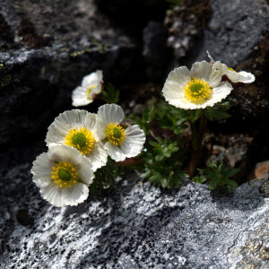 Jääleinikki on arktis-alpiininen kasvi, joka viihtyy tunturipaljakalla lumenviipymien tuntumassa. Ilmastonmuutos uhkaa lajin esiintymiä. Kuva: Kimmo Syrjänen