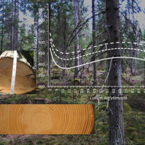 Jatkuvan kasvatuksen kuusessa puuaineen tiheys saattaa vaihdella huomattavasti riippuen siitä, kuinka kaukana aines on puun ytimestä. Kuva: Riikka Piispanen, Metsäntutkimuslaitos