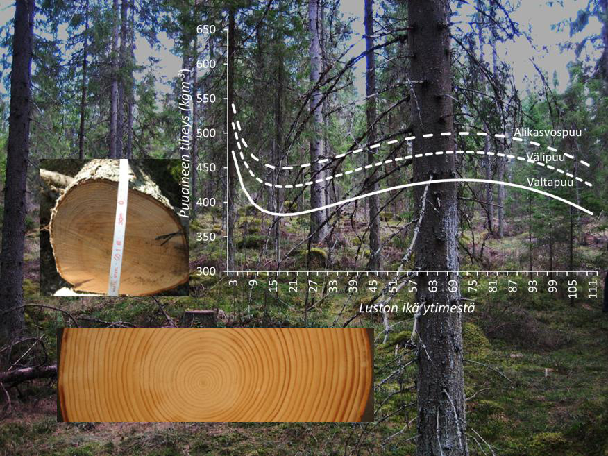 Jatkuvan kasvatuksen kuusessa puuaineen tiheys saattaa vaihdella huomattavasti riippuen siitä, kuinka kaukana aines on puun ytimestä. Kuva: Riikka Piispanen, Metsäntutkimuslaitos