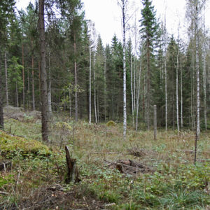 Metsäntutkimuslaitoksen Erika-kokeiden pienaukkohakkuu Padasjoen Vesijaolla. Kuva: Krista Kimmo